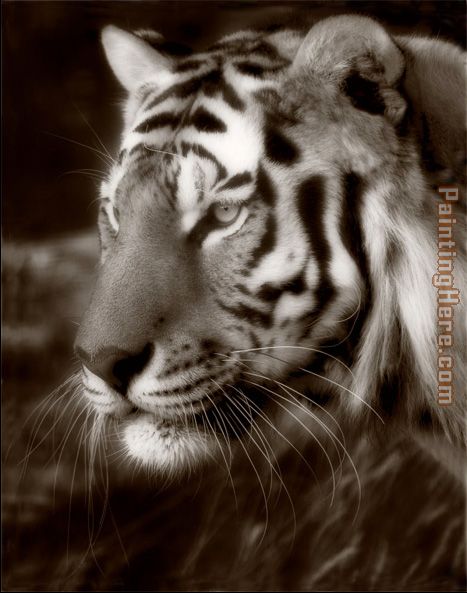 Unknown Artist Untitled Tiger